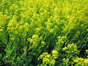 campi broccoletti